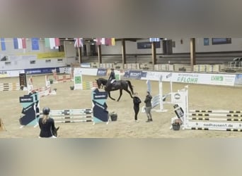 Westfale, Wallach, 6 Jahre, 178 cm, Schwarzbrauner