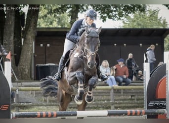 Westfale, Wallach, 6 Jahre, 178 cm, Schwarzbrauner