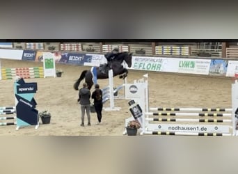 Westfale, Wallach, 6 Jahre, 178 cm, Schwarzbrauner