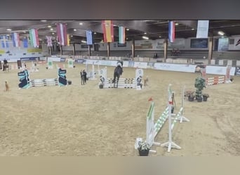 Westfale, Wallach, 6 Jahre, 178 cm, Schwarzbrauner