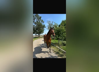 Westfale, Wallach, 6 Jahre, 180 cm, Brauner