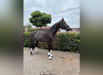 Westfale, Wallach, 6 Jahre, 180 cm, Schwarzbrauner