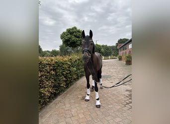 Westfale, Wallach, 6 Jahre, 180 cm, Schwarzbrauner