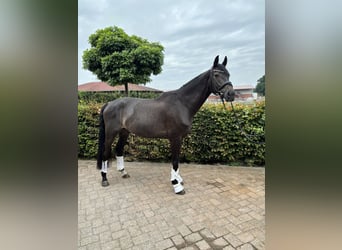 Westfale, Wallach, 6 Jahre, 180 cm, Schwarzbrauner
