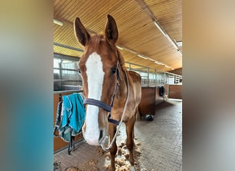 Westfale, Wallach, 6 Jahre, 183 cm, Fuchs