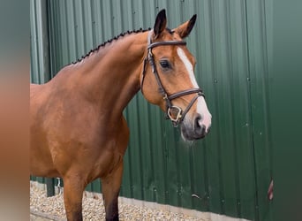 Westfale, Wallach, 6 Jahre, Brauner