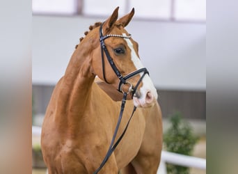 Westfale, Wallach, 6 Jahre, Fuchs