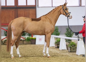 Westfale, Wallach, 6 Jahre, Fuchs