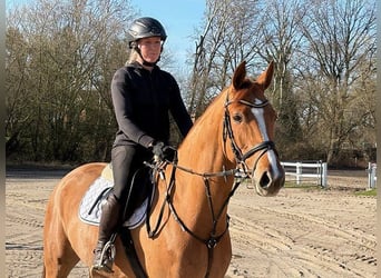 Westfale, Wallach, 6 Jahre, Fuchs