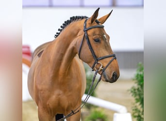 Westfale, Wallach, 6 Jahre, Schimmel