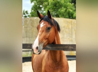 Westfale, Wallach, 7 Jahre, 163 cm, Brauner