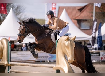 Westfale, Wallach, 7 Jahre, 164 cm, Brauner