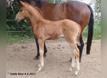 Westfale, Wallach, 7 Jahre, 165 cm, Fuchs