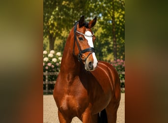 Westfale, Wallach, 7 Jahre, 166 cm, Brauner
