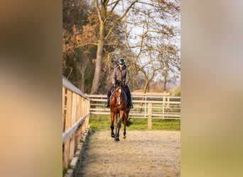 Westfale, Wallach, 7 Jahre, 166 cm, Brauner