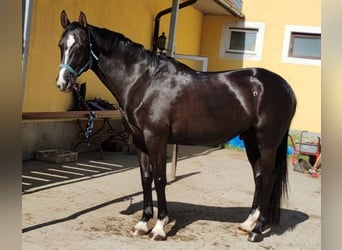 Westfale, Wallach, 7 Jahre, 166 cm, Rappe