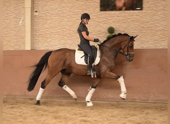 Westfale, Wallach, 7 Jahre, 167 cm, Brauner