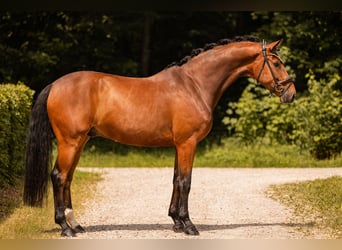 Westfale, Wallach, 7 Jahre, 167 cm, Brauner