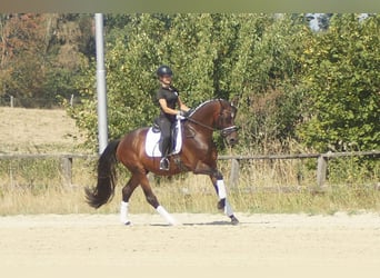 Westfale, Wallach, 7 Jahre, 167 cm, Brauner