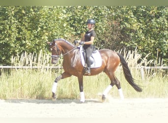 Westfale, Wallach, 7 Jahre, 167 cm, Brauner