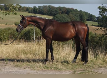 Westfale, Wallach, 7 Jahre, 167 cm, Brauner