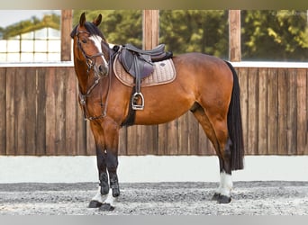 Westfale, Wallach, 7 Jahre, 167 cm, Brauner