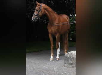 Westfale, Wallach, 7 Jahre, 167 cm, Fuchs