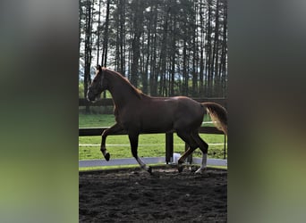 Westfale, Wallach, 7 Jahre, 167 cm, Fuchs