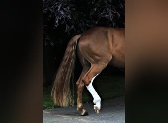 Westfale, Wallach, 7 Jahre, 167 cm, Fuchs