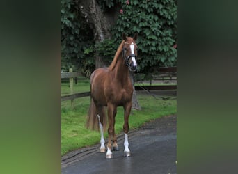 Westfale, Wallach, 7 Jahre, 167 cm, Fuchs
