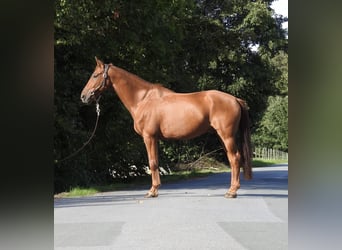 Westfale, Wallach, 7 Jahre, 167 cm, Fuchs