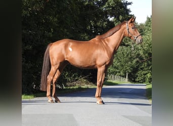 Westfale, Wallach, 7 Jahre, 167 cm, Fuchs