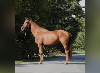 Westfale, Wallach, 7 Jahre, 167 cm, Fuchs