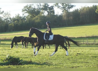 Westfale, Wallach, 7 Jahre, 167 cm, Rappe