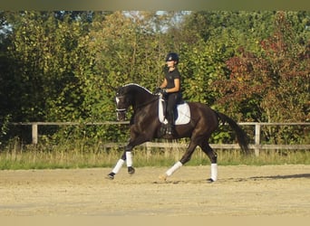Westfale, Wallach, 7 Jahre, 167 cm, Rappe