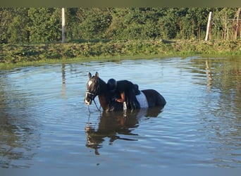 Westfale, Wallach, 7 Jahre, 167 cm, Rappe