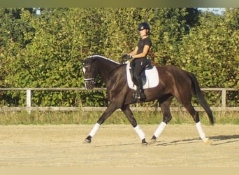 Westfale, Wallach, 7 Jahre, 167 cm, Rappe
