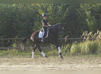 Westfale, Wallach, 7 Jahre, 167 cm, Rappe