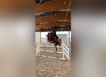 Westfale, Wallach, 7 Jahre, 168 cm, Fuchs