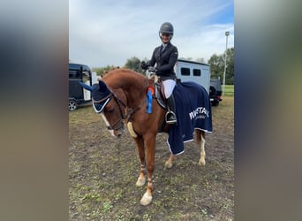 Westfale, Wallach, 7 Jahre, 168 cm, Fuchs