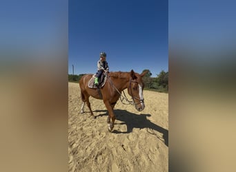 Westfale, Wallach, 7 Jahre, 168 cm, Fuchs