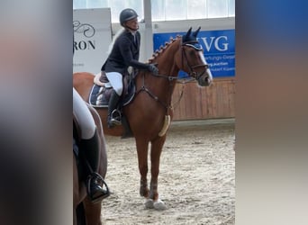 Westfale, Wallach, 7 Jahre, 168 cm, Fuchs