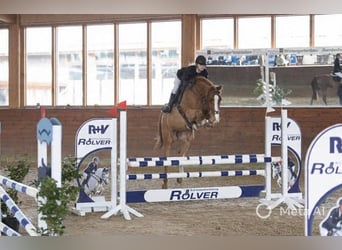 Westfale, Wallach, 7 Jahre, 168 cm, Fuchs