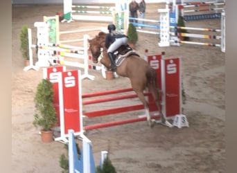 Westfale, Wallach, 7 Jahre, 168 cm, Fuchs
