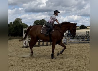 Westfale, Wallach, 7 Jahre, 168 cm, Fuchs