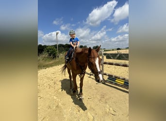 Westfale, Wallach, 7 Jahre, 168 cm, Fuchs
