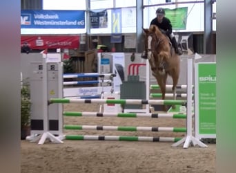 Westfale, Wallach, 7 Jahre, 168 cm, Fuchs