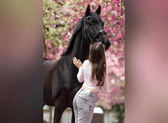 Westfale, Wallach, 7 Jahre, 168 cm, Rappe