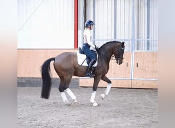 Westfale, Wallach, 7 Jahre, 169 cm, Brauner