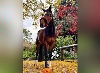 Westfale, Wallach, 7 Jahre, 169 cm, Brauner